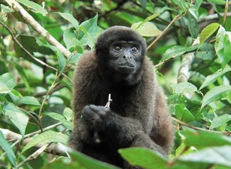 macaco-barrigudo-01 Imagem: br.viarural.com