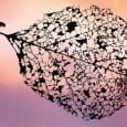 30 melhores da National Geographic! Este post basicamente não terá texto algum, a não ser este pequeno, que você está lendo agora. As imagens falarão...