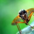 Para onde vai o lixo? O lixeiro sou eu. É impossível pensar em meio-ambiente e desenvolvimento sustentável sem pensar em LIXO! Uma mazela gigante do planeta que a cada...