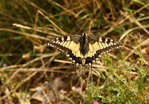 borboleta