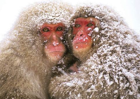 casal-macaco