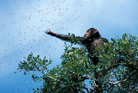 macaco-nat