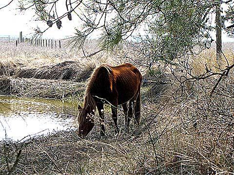 cavalo-horse