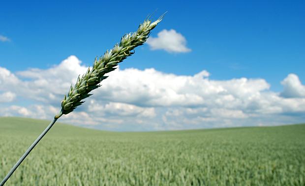 Recordista em alimento, Brasil sofre a falta de tecnologia