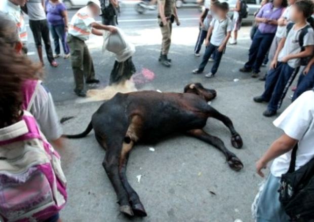 Morto por policiais boi que feriu gravemente aposentada em BH