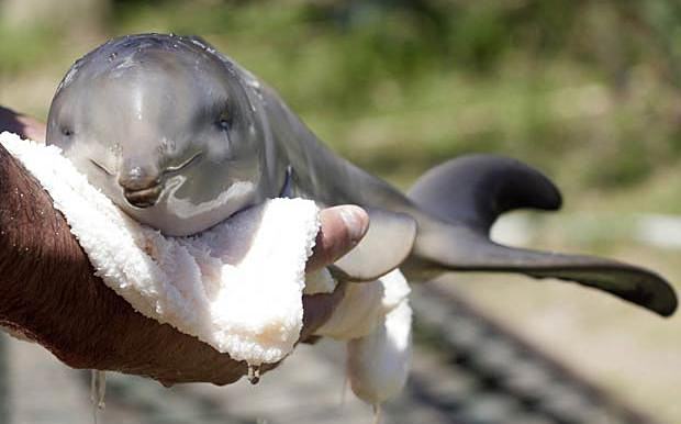 Bebê Golfinho amamentado por homem