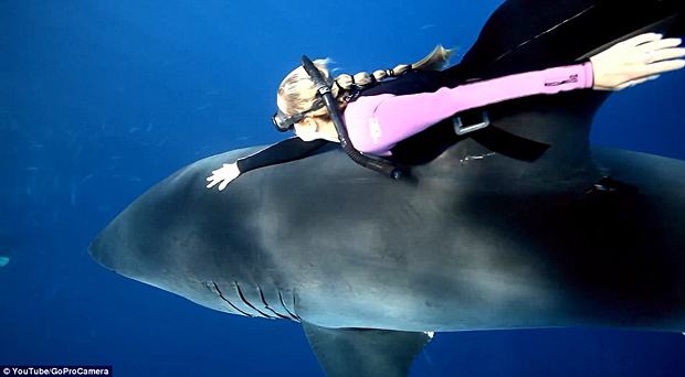 Modelo Ocean Ramsey mergulha sem proteção ao lado de tubarões