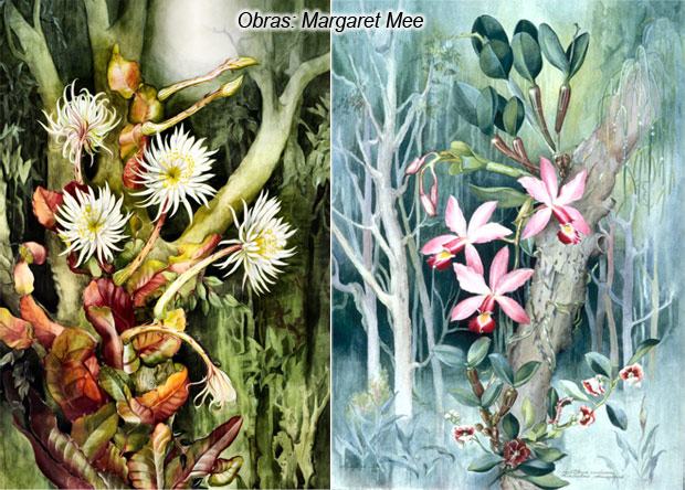 Ilustração Científica – a ciência ilustrada apresentando Margaret Mee