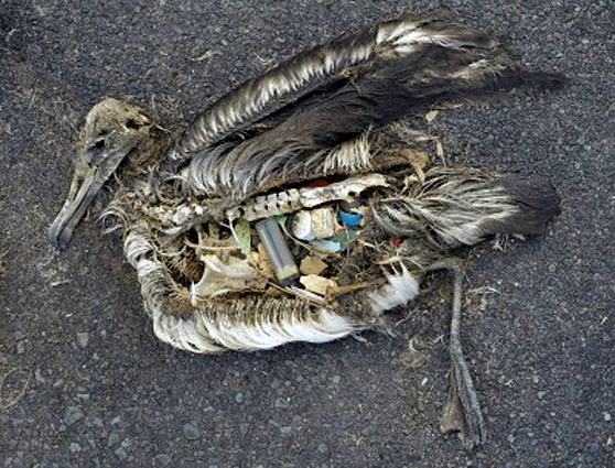 lixo-mares-albatroz-morto-plastico