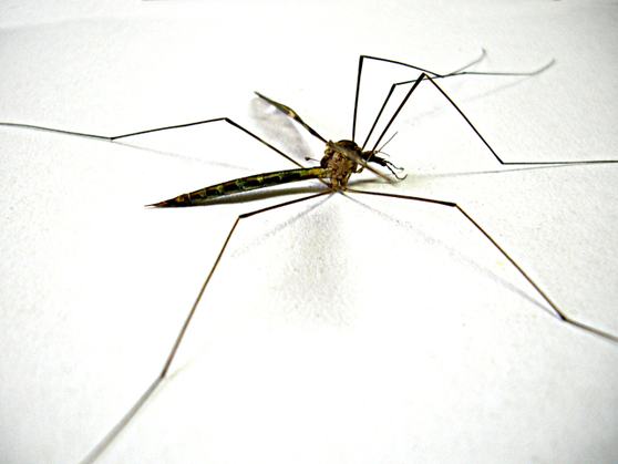 mosquito-transmissor-dengue-zika-aedes