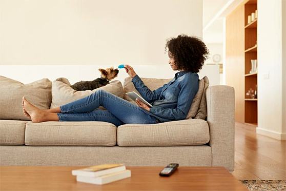 Criando o seu pet em apartamento: dicas e deveres