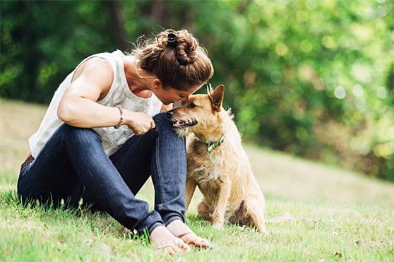 Vai adotar ou comprar um cachorro? Saiba como se preparar