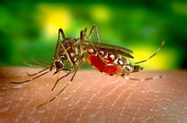 Malária cai em 38% no Brasil indica Ministério
