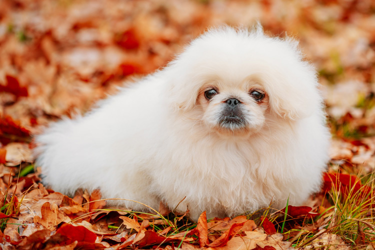 Conheça 5 raças de cães com propensão a desenvolver problemas de saúde