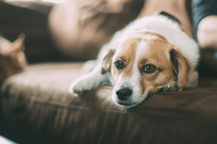 Anticoncepcional para cachorros coloca a vida do animal em risco