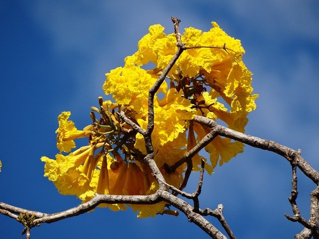 IPÊS FLORIDOS